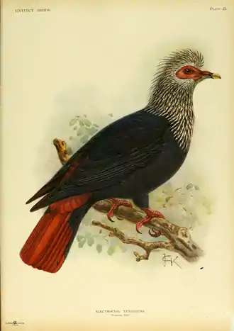 Extinctbirds1907 P22 Alectroenas nitidissima0325.png