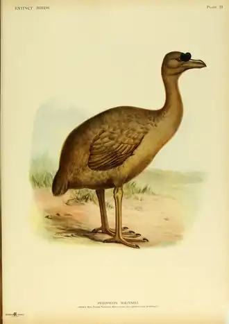 Extinctbirds1907 P23 Pezophaps solitaria0327.png