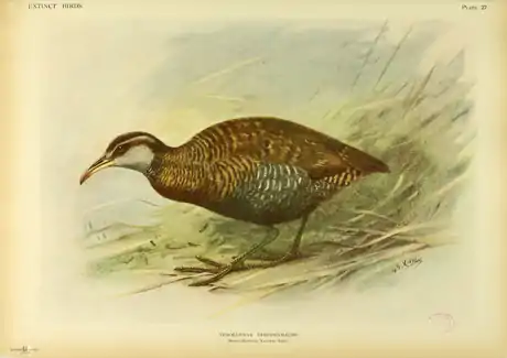 Extinctbirds1907 P27 Nesolimnas dieffenbachi0345.png