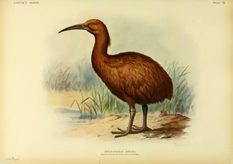 Extinctbirds1907 P29 Aphanapteryx bonasia0349.png