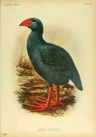 Extinctbirds1907 P32 Apterornis coerulescens0355.png