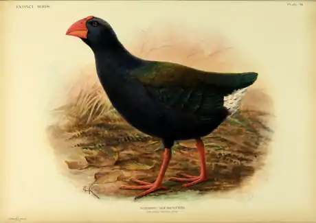 Extinctbirds1907 P34 Notornis hochstetteri0359.png