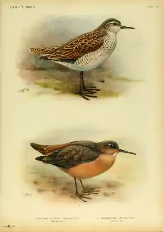 Extinctbirds1907 P35 Aechmorhynchus cancellatus0361.png