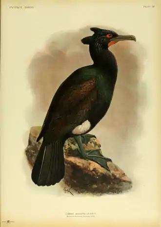 Extinctbirds1907 P39 Carbo perspicillatus0369.png