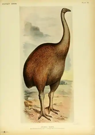 Extinctbirds1907 P42 Dinornis ingens0375.png