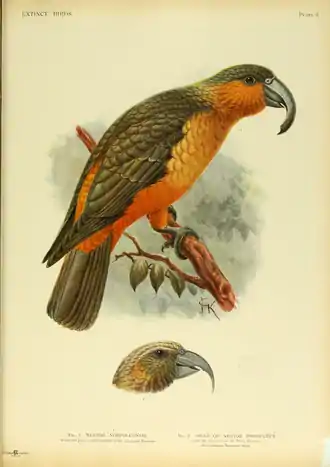 Extinctbirds1907 P6 Nestor productus0293.png
