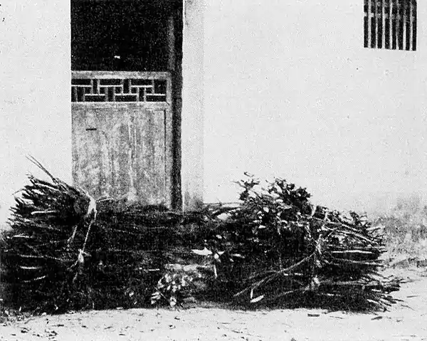 Farmers of forty centuries - Bundles of pine and oak bough fuel.jpg