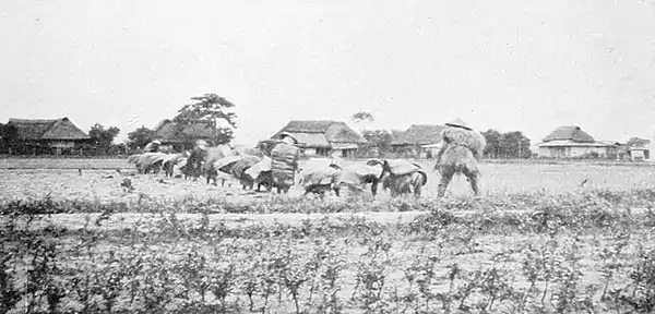 Farmers of forty centuries - Japanese women transplanting rice.jpg