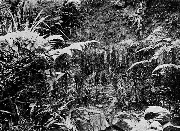 Farmers of forty centuries - Tiny nursery of small pines growing among ferns.jpg