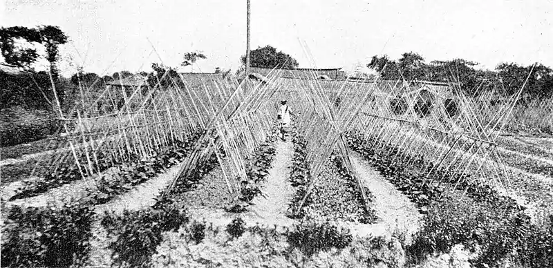 Farmers of forty centuries - Where the yield is the product of brain, brawn and utilized waste.jpg