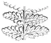 Ferns and evergreens of New England - Asplenium filix-fœmina.png
