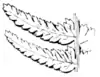 Ferns and evergreens of New England - Asplenium filix-fœmina larger variety.png