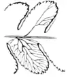 Ferns and evergreens of New England - Bog Fern. Woodwardia virginica.png