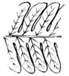 Ferns and evergreens of New England - Common Wood Fern. Aspidium noveboracense.png
