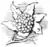 Ferns and evergreens of New England - Cystopteris.png