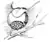 Ferns and evergreens of New England - Dicksonia.png