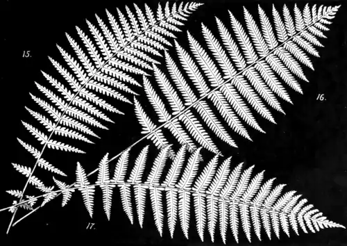 Ferns and evergreens of New England - Plate III.png