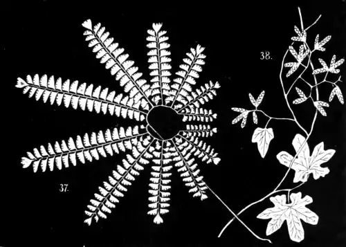 Ferns and evergreens of New England - Plate X.png
