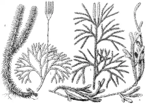 Ferns and evergreens of New England - Plate XI.png