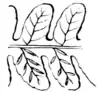 Ferns and evergreens of New England - Spleenwort. Asplenium thelypteroides.png