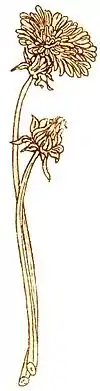 Gertie's sun flower pg 9a.jpg