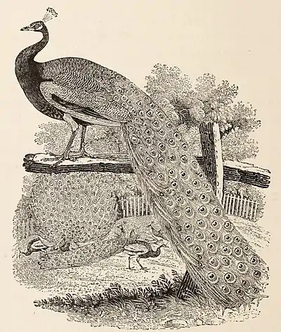 Fig. 61.—The Peacock. From Bewick’s "British Birds."