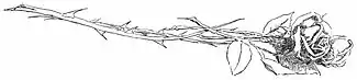 Howells, Stops of Various Quills, 1895 065 large c.jpg