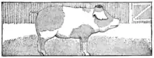 Illustration at page 36 in The golden age.png