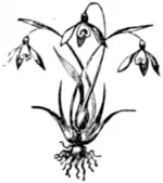 In Maremma (Ouida) - end block 11.png