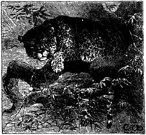 Jaguar EB1911.png