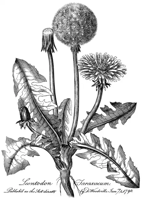 .mw-parser-output .wst-center{text-align:center}.mw-parser-output .wst-center.wst-center-nomargin>p{margin-bottom:0}
Leontodon Taraxacum.
.mw-parser-output .wst-center{text-align:center}.mw-parser-output .wst-center.wst-center-nomargin>p{margin-bottom:0}
Published as the Act directs by Dr Woodville Janry. 1. 1790.