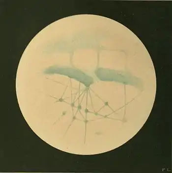 Plate 1