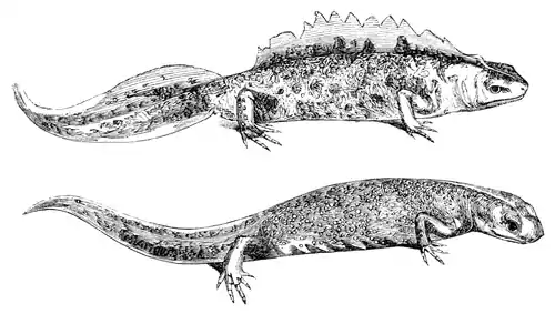 Menniskans härledning och könsurvalet illustration sida II-17.png