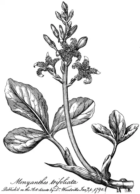 .mw-parser-output .wst-center{text-align:center}.mw-parser-output .wst-center.wst-center-nomargin>p{margin-bottom:0}
Menyanthes trifoliata.
.mw-parser-output .wst-center{text-align:center}.mw-parser-output .wst-center.wst-center-nomargin>p{margin-bottom:0}
Published as the Act directs by Dr Woodville Janry. 1. 1790.