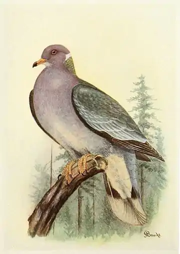 Mershon's The Passenger Pigeon (Band-tailed Dove illustration, crop).jpg