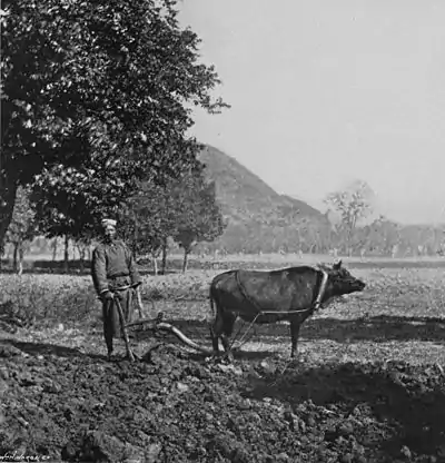 NATIVE PLOUGH.jpg