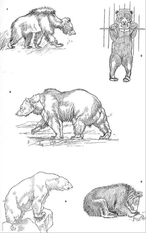 NIE 1905 Bear.jpg