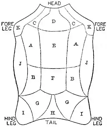 NIE 1905 Wool - diagram of Leicester lamb fleece.jpg