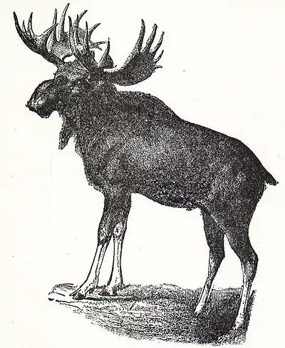 NSRW Moose.jpg
