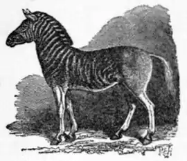 NSRW Quagga.png