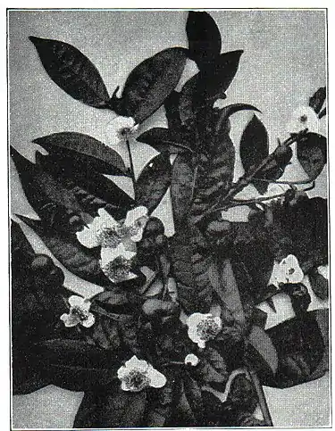 NSRW Tea Plant.jpg