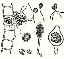 NSRW Ulothrix.jpg