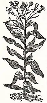 NSRW Virginian Tobacco.jpg