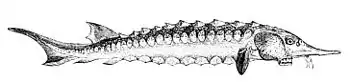 PSM V11 D548 Sturgeon.jpg