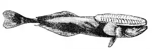 PSM V11 D552 Remora.jpg
