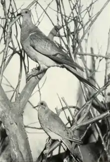Page The Passenger Pigeon - Mershon djvu 113 - Passenger Pigeon and Mourning Dove.png