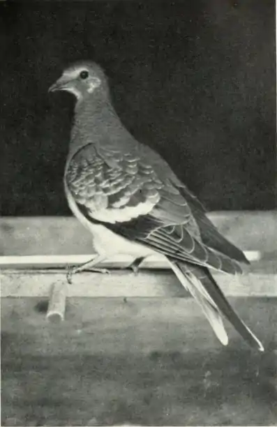 Page The Passenger Pigeon - Mershon djvu 232 - Young Passenger Pigeon.png