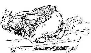 PeterRabbitandhisMa8.jpg