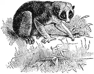 Primates22.jpg