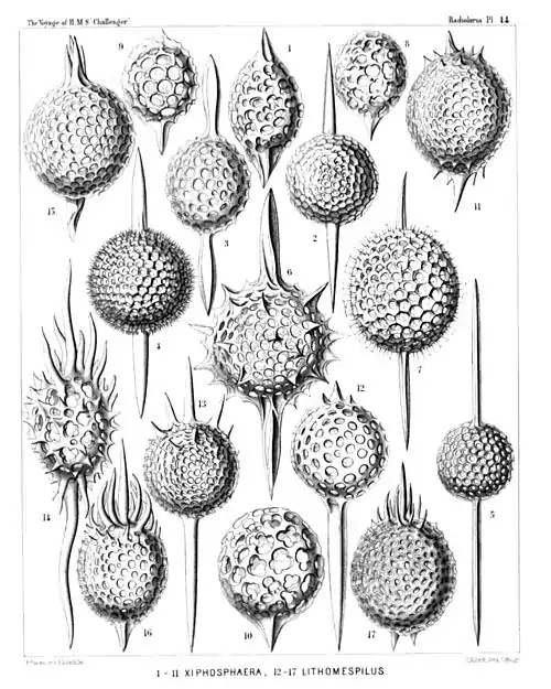 Plate 14.